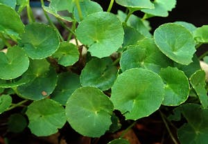 Herb For Arthritis Gotu Kola Plant Garden Healthy